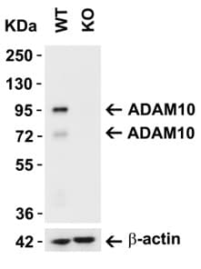 Anti-ADAM10 antibody(AB1997)