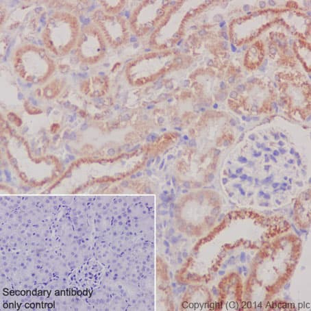 Anti-COX IV antibody [EPR9442(ABC)] - BSA and Azide free(AB231168)