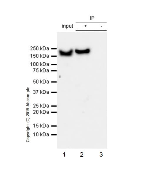 Ythdc2 Antibody Epr21820 49 Bsa And Azide Free Ab259277  Immunoprecipitation Img3663
