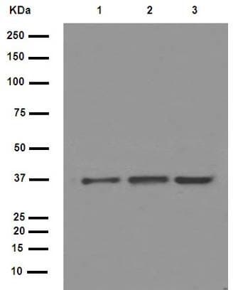 Anti-IKB alpha antibody [E130](AB32518)