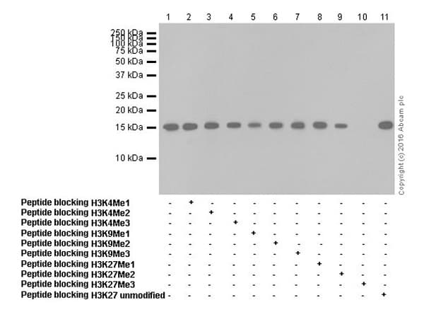 Anti-Histone H3 (tri methyl K27) antibody [EPR18607] - ChIP Grade(AB192985)