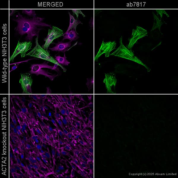 Anti-alpha smooth muscle Actin antibody [1A4] - BSA and Azide free(AB240654)