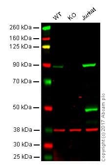 PI3K/AKT signalling pathway panel(AB283852)