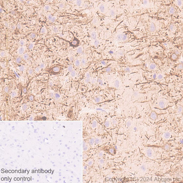Anti-NEFH antibody [EPR20020] - Chicken IgY (Chimeric) - BSA and Azide free(AB317043)