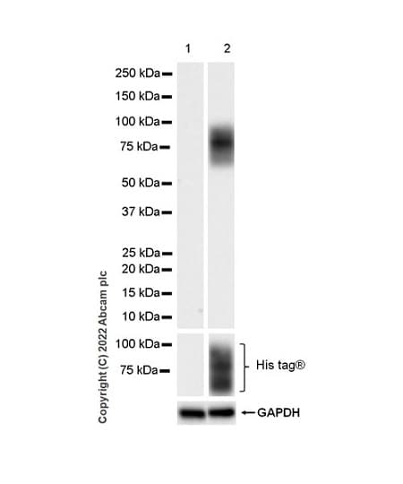 Anti-CD98 antibody [EPR27111-83] - BSA and Azide free(AB303511)