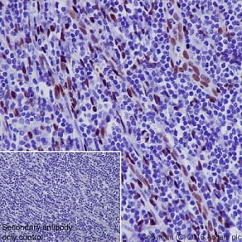 Anti-NR2F2 antibody [EPR18443] - BSA and Azide free(AB240387)