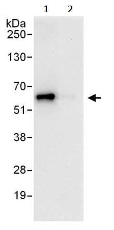 Anti-YY1 antibody(AB245365)