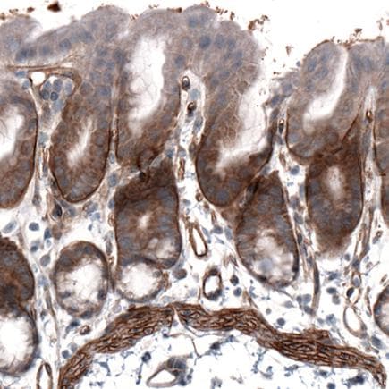 Anti-Laminin alpha 4/LAMA4 antibody [CL3185](AB242359)