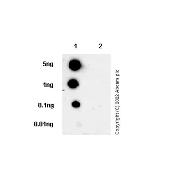 Anti-PAK1 antibody [EPR26067-45](AB302506)