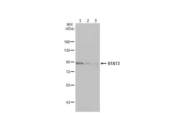 Anti-STAT3 antibody(AB226942)