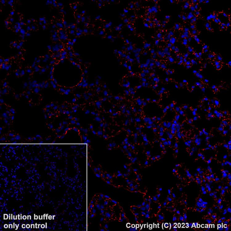 Alexa Fluor® 555 Anti-CD31 antibody [EPR17259](ab312892)