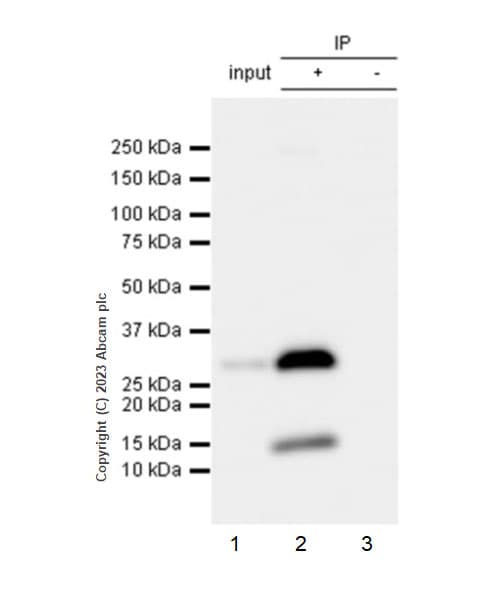 Anti-VAPB antibody [EPR27026-50](AB315013)