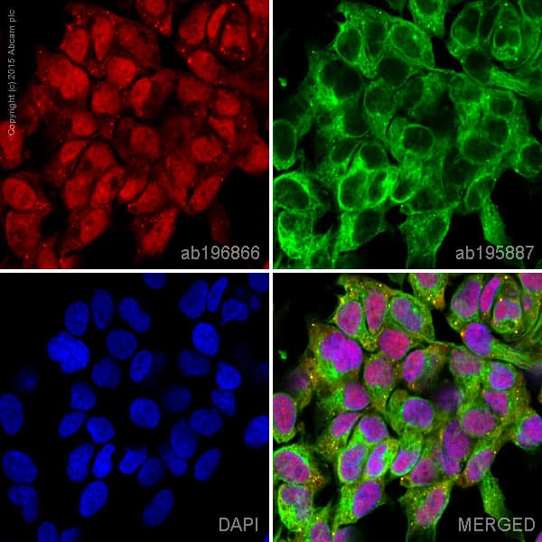 Alexa Fluor 647 Smad1 Antibody Epr5522 Ab196866  Immunocytochemistry Immunofluorescence Img112323