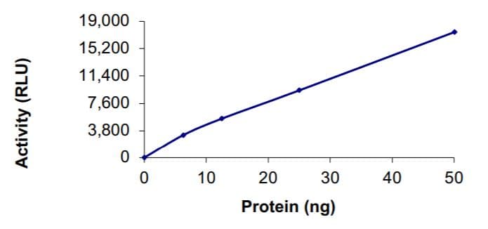 Recombinant human coronavirus SARS-CoV-2 RNA-dependent RNA polymerase (RDRP) protein (Active)(AB277617)