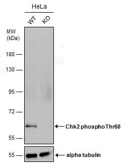 Anti-Chk2 (phospho T68) antibody(AB226984)