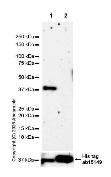 Anti-6X His tag® antibody [AD1.1.10](AB15149)
