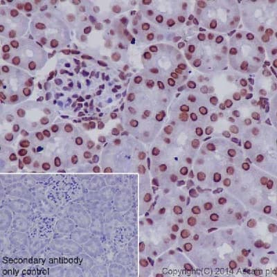 Anti-RNA polymerase II CTD repeat YSPTSPS (phospho S2) antibody(AB5095)