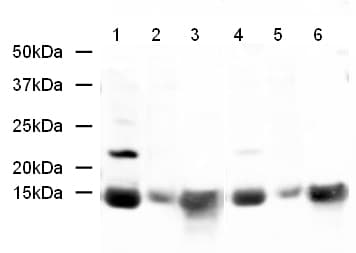Anti-Histone H2A antibody - ChIP Grade(AB18255)