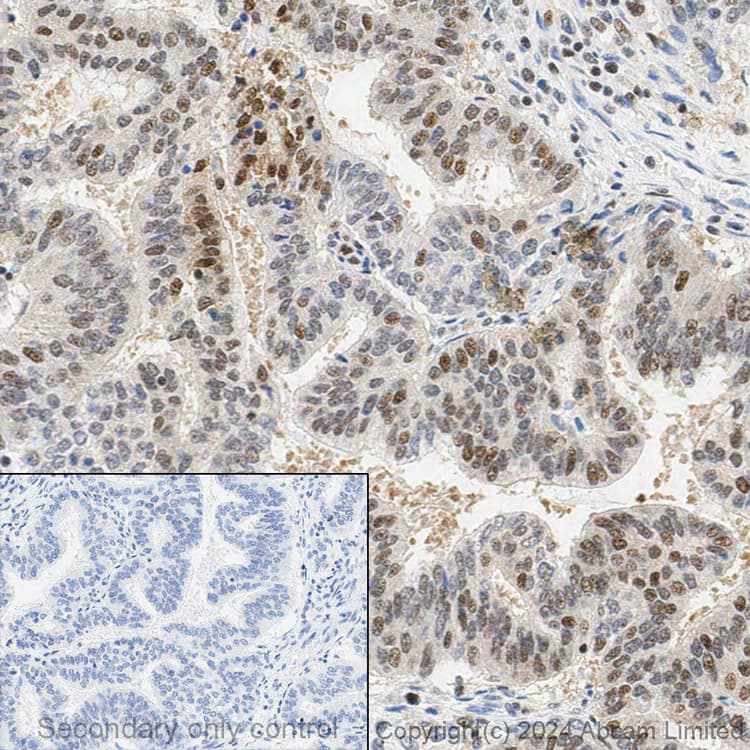 Anti-Ubiquitin (linkage-specific K48) antibody [EP8589] - BSA and Azide free(AB271911)