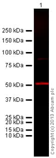 Anti-Tubulin antibody [YL1/2] - Loading Control(AB6160)