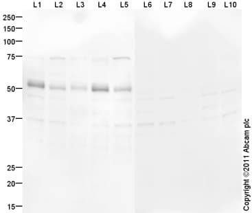 Goat Rabbit Igg H L Hrp Preadsorbed Ab97080  Western Blot Img111787
