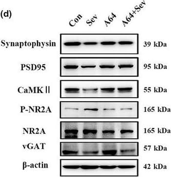 Anti-NMDAR2A antibody [EPR2465(2)](AB124913)
