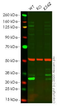 Fhl2 Antibody Epr17860 20 Ab202584  Western Blot Img139614