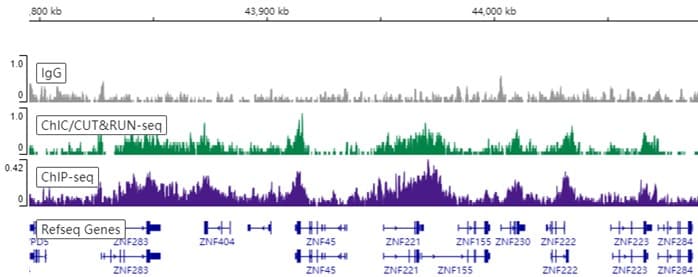 Anti-Histone H3 (tri methyl K9) antibody [EPR16601] - ChIP Grade(AB176916)