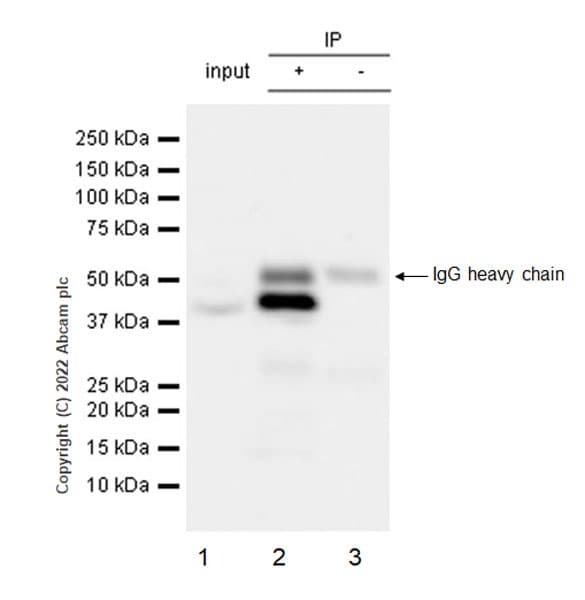 Hnrnp H Antibody Epr25302 12 Bsa And Azide Free Ab289999  Immunoprecipitation Img173099