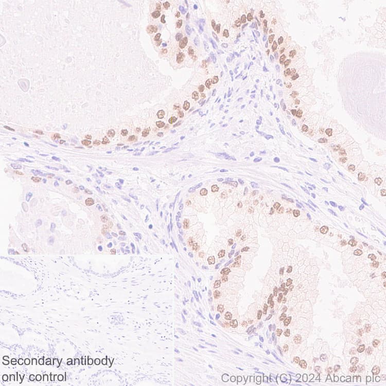 Anti-FOXA1 antibody [RM1119](AB317046)