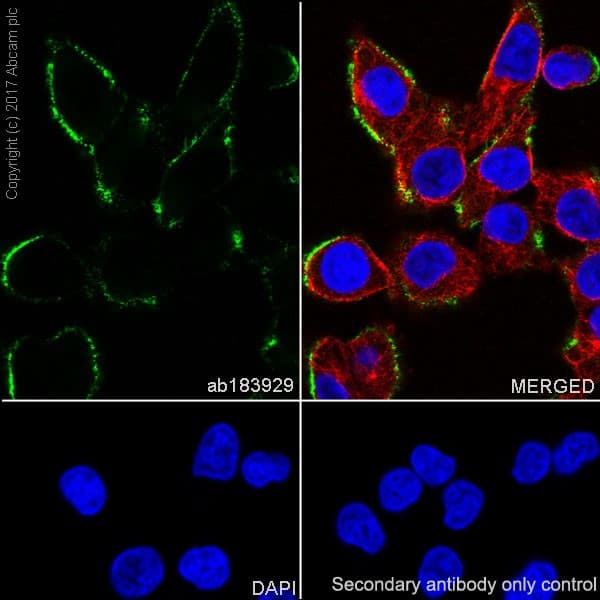 Pericyte Marker (CD31, NG2, PDGFR beta, CD146, Nestin) Antibody Panel - Human(AB254020)