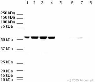 Anti-beta Tubulin antibody - Loading Control(AB6046)