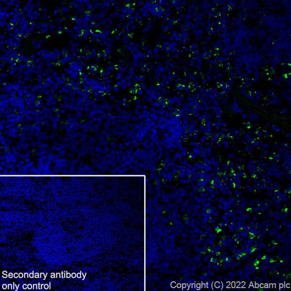 Anti-CD68 antibody [RM1031] - BSA and Azide free(ab303566)
