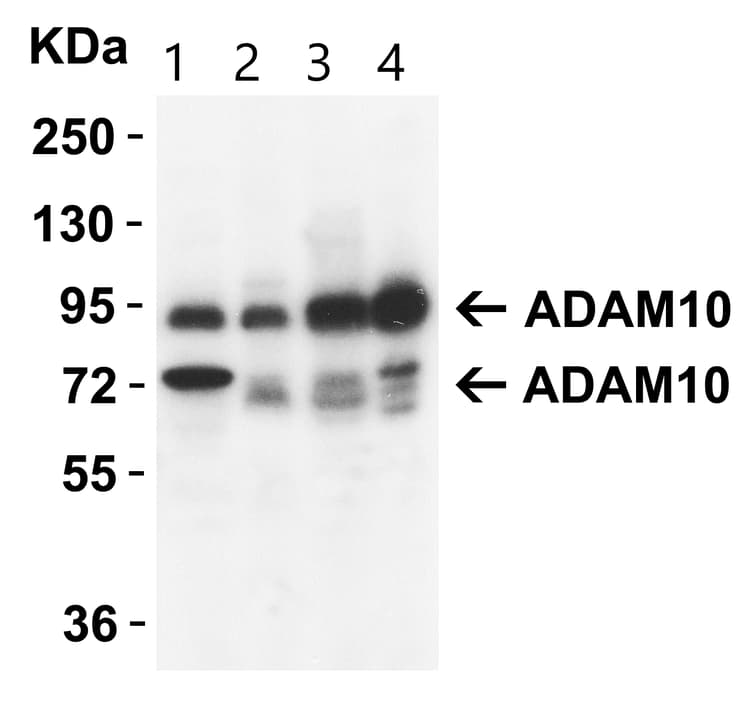 Anti-ADAM10 antibody(AB1997)