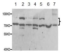 Anti-SRPK1 antibody(AB189839)