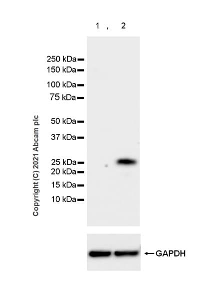 Socs3 Antibody Epr24090 74 Ab280884  Western Blot Img11372