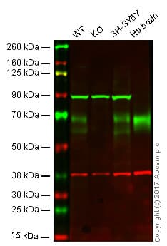 Anti-BACE1 antibody [EPR3956] - BSA and Azide free(AB237595)