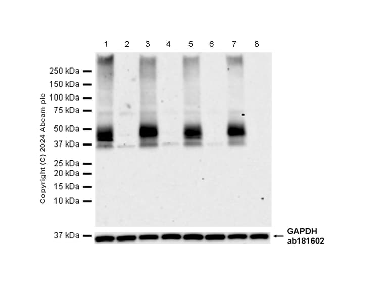Anti-CCR2 antibody [EPR20844-15](AB273050)