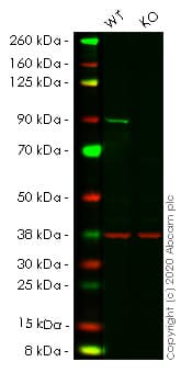Anti-PI 3 Kinase p85 alpha antibody [EPR18702](AB191606)