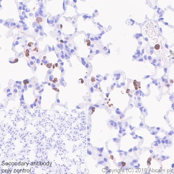 Anti-CD11b antibody [EPR1344] - BSA and Azide free(AB209970)