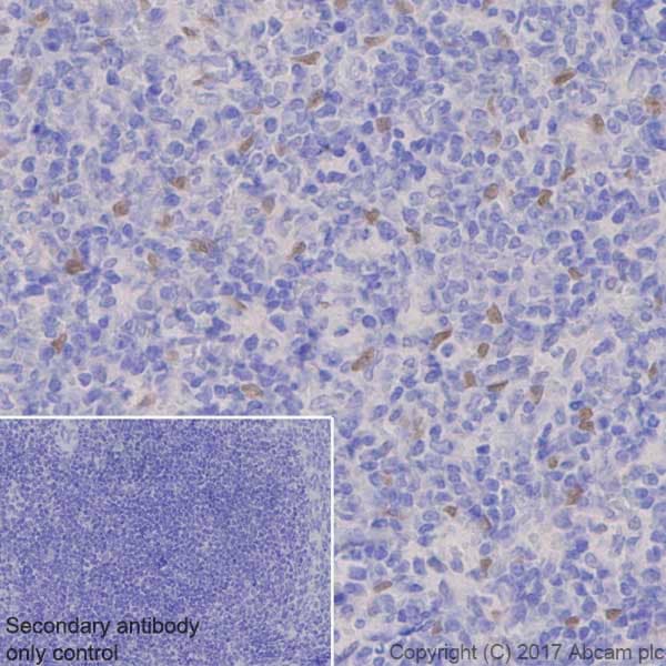 Tef1 Tead 1 Antibody Epr39672 Bsa And Azide Free Ab219647  Immunohistochemistry Formalin Pfa Fixed Paraffin Embedded Sections Img120773
