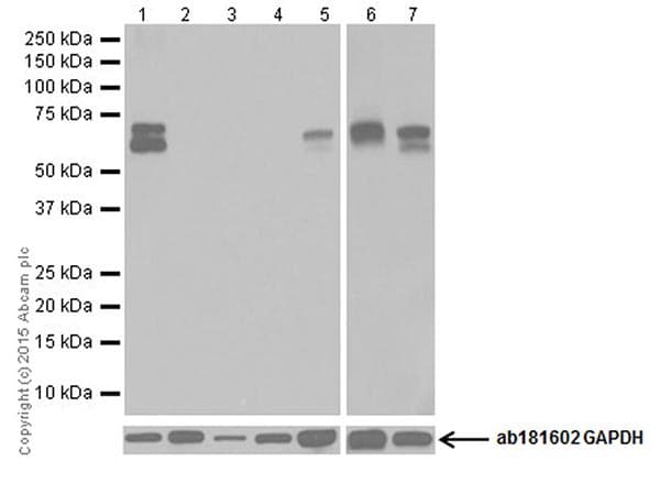 Anti-GAD65 + GAD67 antibody [EPR19366](AB183999)