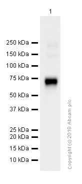 Anti-CD36 antibody [EPR6573](AB133625)