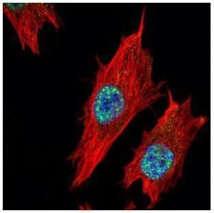 Anti-Nurr1 antibody(AB227260)