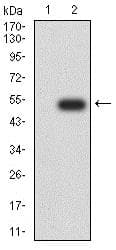 Anti-HP1 alpha antibody [3A11F8](AB234085)