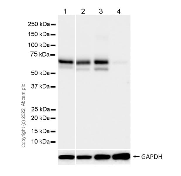 Anti-CKAP4 antibody [EPR25713-62] (BSA and Azide free)(AB302540)