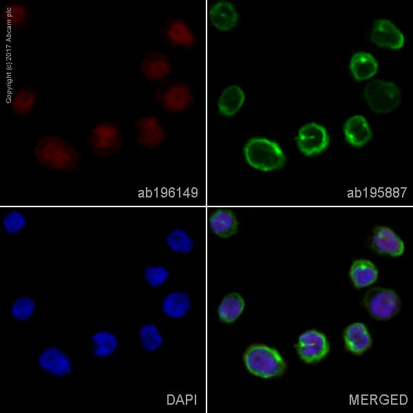 Alexa Fluor® 647 Anti-ERG antibody [EPR3864](AB196149)