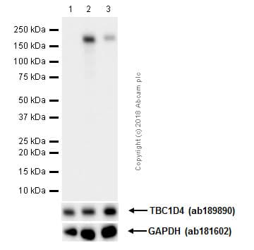 As160 Phospho T642 Antibody Epr27332 Ab131214  Western Blot Img21544