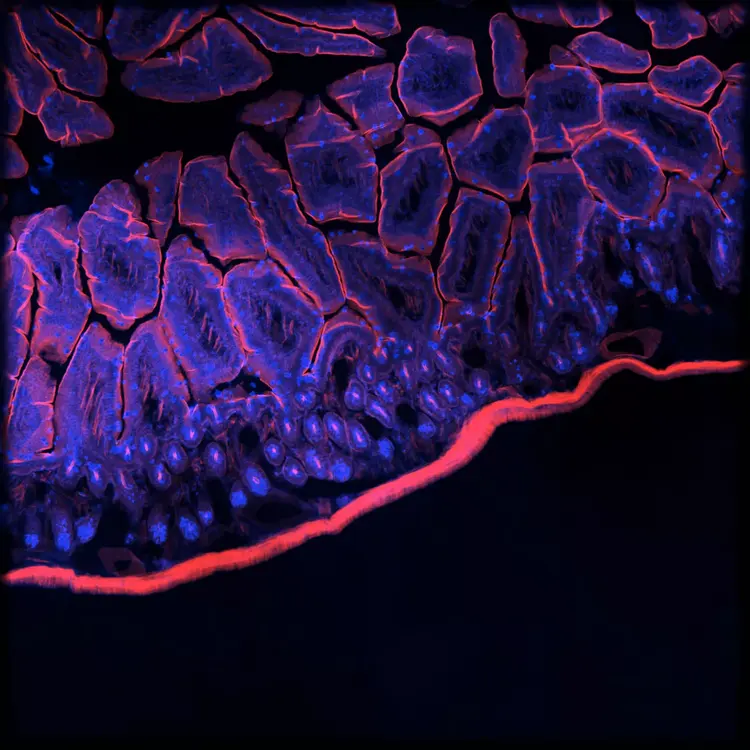 Molecular Devices Imagexpress Micro 4 Cells 06_1 Image4