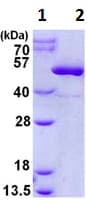 Recombinant Human CKMT2 protein(AB128433)